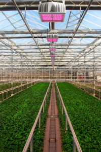 Hyperion Greenhouse Young Plants