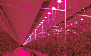 These tomatoes are in the pink at Tomato Masters’ Deinze, Belgium indoor farm, under Hyperion LED grow lights from Plessey.