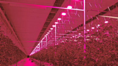 These tomatoes are in the pink at Tomato Masters’ Deinze, Belgium indoor farm, under Hyperion LED grow lights from Plessey.