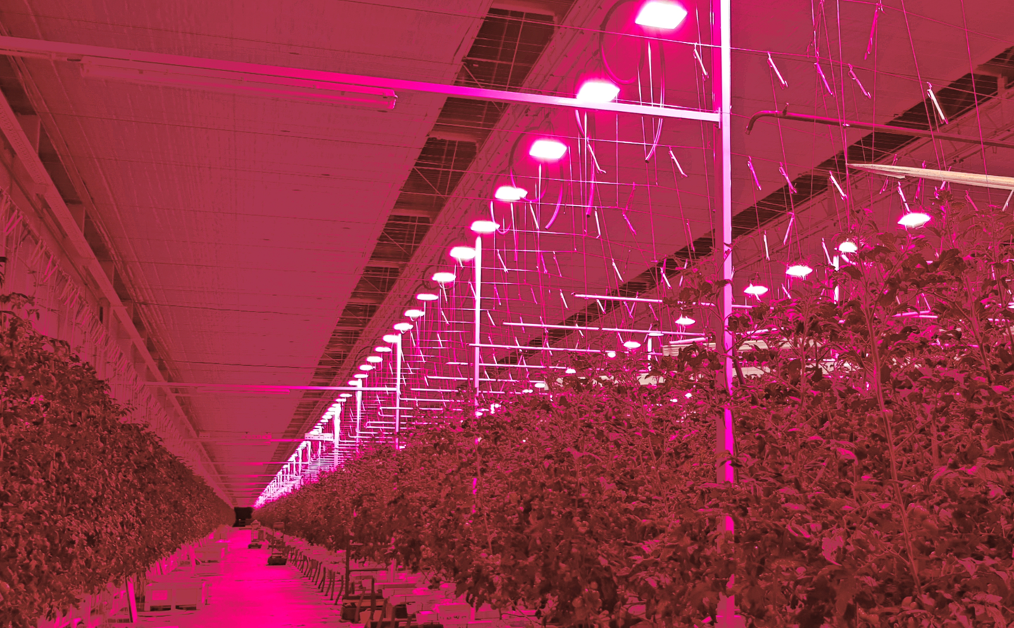 These tomatoes are in the pink at Tomato Masters’ Deinze, Belgium indoor farm, under Hyperion LED grow lights from Plessey.