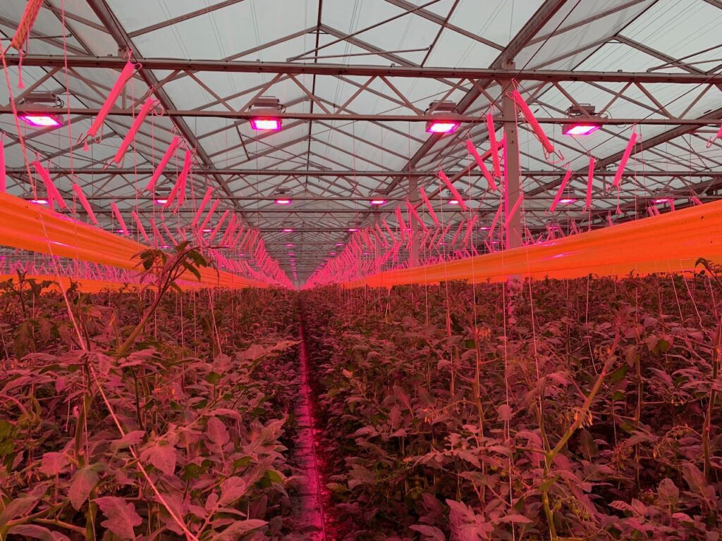 Tomato plants under LED light