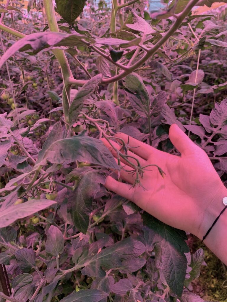 Tomato leaves under LED light