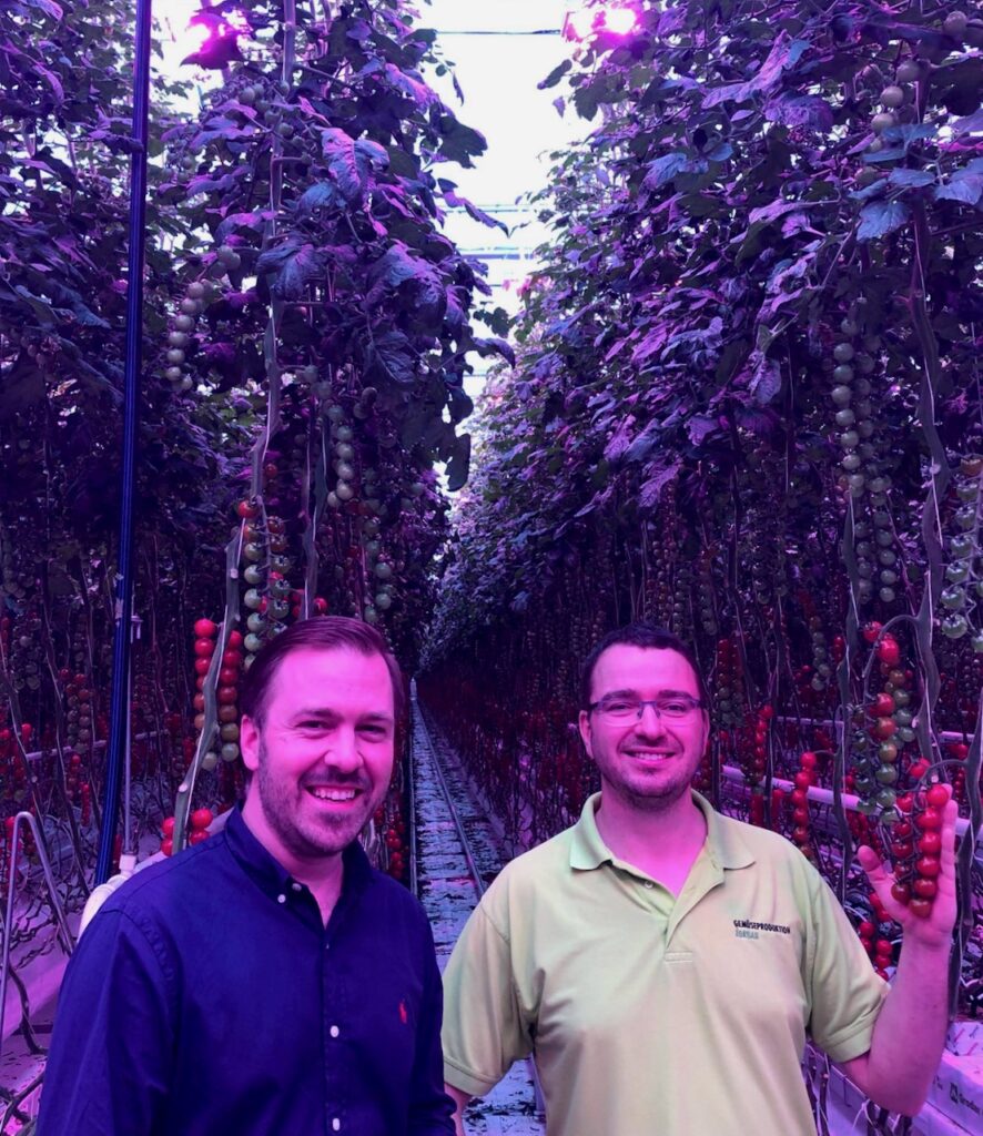 Gemüseproduktion Zorbau LED installation in Tomato Greenhouse
