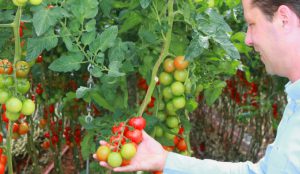 maarten-klien-tomatoes