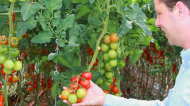 maarten-klien-tomatoes