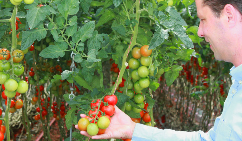 maarten-klien-tomatoes